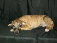 (AKC) BANDIT, a male Whippet for sale in Owasso, OK – 3 of 7