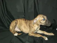 (AKC) BANDIT, a male Whippet for sale in Owasso, OK – 2 of 7