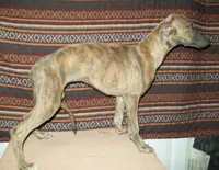 Iris  (AKC), a female Whippet for sale in Owasso, OK – 6 of 7
