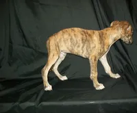 (AKC) FINN, a male Whippet for sale in Owasso, OK – 7 of 9