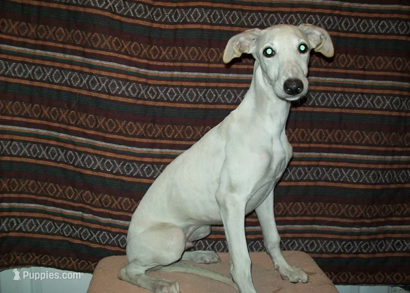 Cotton (AKC) – Whippet puppy for sale in Owasso, OK