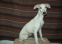 Cotton (AKC), a male Whippet for sale in Owasso, OK – 3 of 5