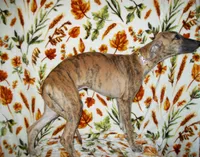 (AKC) BANDIT HOLD, a male Whippet for sale in Owasso, OK – 5 of 7