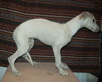 Cotton (AKC), a male Whippet for sale in Owasso, OK – 4 of 5