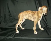 (AKC) FINN, a male Whippet for sale in Owasso, OK – 5 of 9