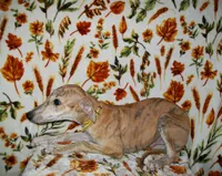 (AKC) BUDDY hold, a male Whippet for sale in Owasso, OK – 4 of 5