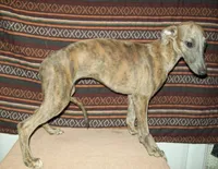Iris  (AKC), a female Whippet for sale in Owasso, OK – 7 of 7