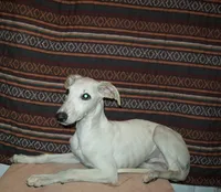 Cotton (AKC), a male Whippet for sale in Owasso, OK – 2 of 5