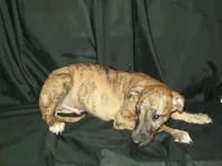 (AKC) BANDIT, a male Whippet for sale in Owasso, OK – 7 of 7
