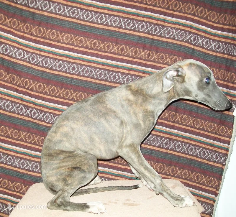 Violet (AKC) blue brindle  – Whippet puppy for sale in Owasso, OK