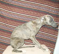 Violet (AKC), a female Whippet for sale in Owasso, OK – 3 of 6