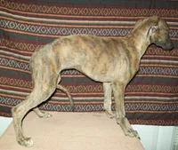 Iris  (AKC), a female Whippet for sale in Owasso, OK – 2 of 7