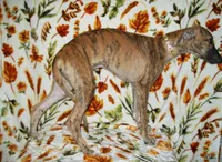 (AKC) BANDIT HOLD, a male Whippet for sale in Owasso, OK – 3 of 7