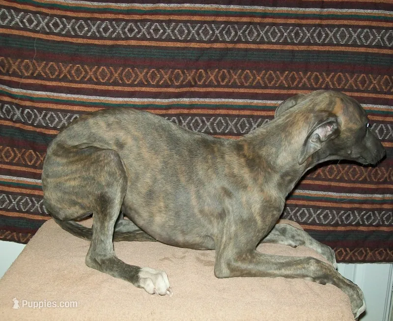 Violet (AKC) blue brindle  – Whippet puppy for sale in Owasso, OK