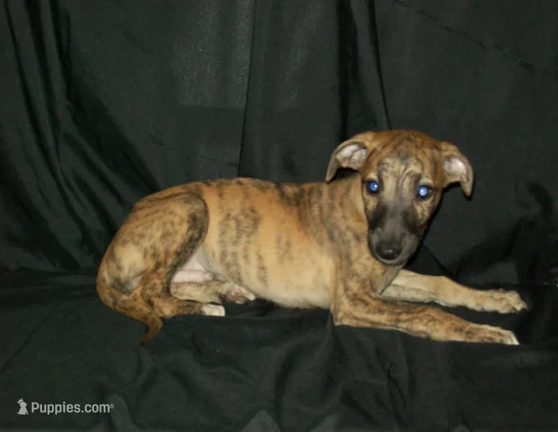 (AKC) BANDIT – Whippet puppy for sale in Owasso, OK