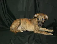 (AKC) BANDIT, a male Whippet for sale in Owasso, OK – 1 of 7