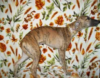 (AKC) BANDIT HOLD, a male Whippet for sale in Owasso, OK – 7 of 7