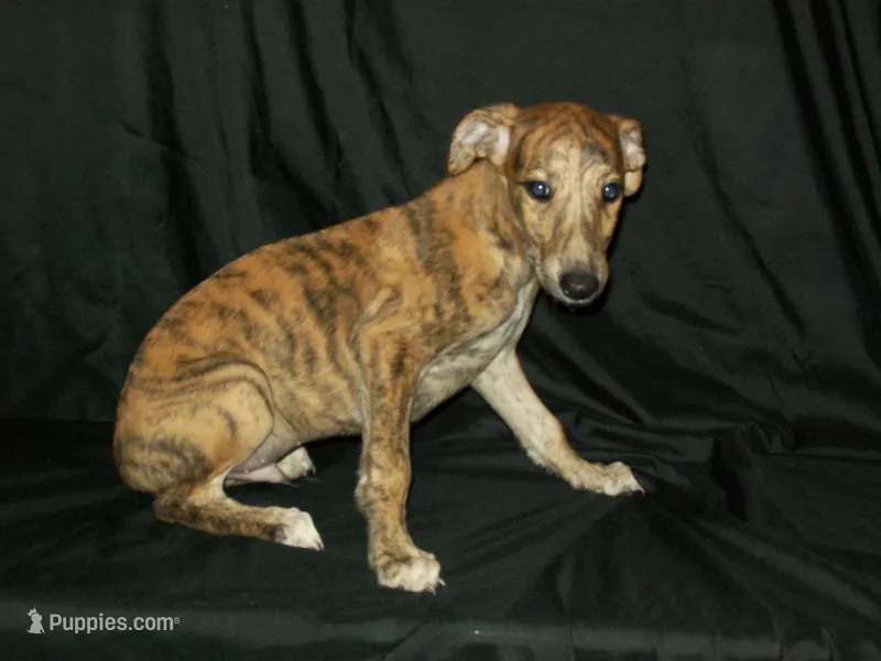 (AKC) FINN – Whippet puppy for sale in Owasso, OK