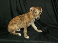 (AKC) FINN, a male Whippet for sale in Owasso, OK – 1 of 9