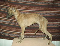 Iris  (AKC), a female Whippet for sale in Owasso, OK – 1 of 7