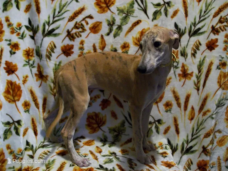 (AKC) BUDDY – Whippet puppy for sale in Owasso, OK