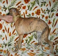 (AKC) BANDIT HOLD, a male Whippet for sale in Owasso, OK – 6 of 7