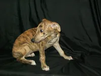(AKC) FINN, a male Whippet for sale in Owasso, OK – 4 of 9