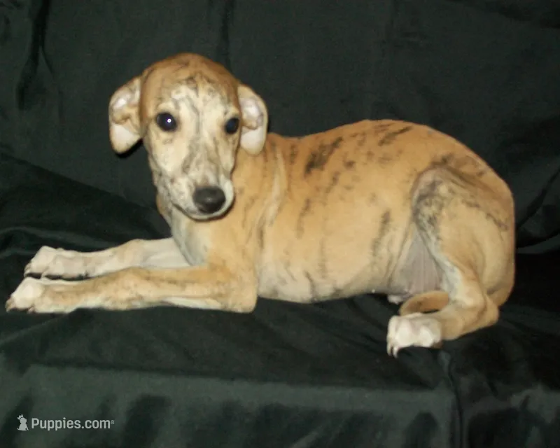 (AKC) BUDDY – Whippet puppy for sale in Owasso, OK