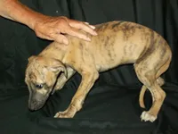 (AKC) BANDIT, a male Whippet for sale in Owasso, OK – 5 of 7