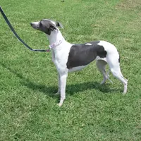 AKC -SKYLER, a female Whippet for sale in Owasso, OK – Photo 1 of 9