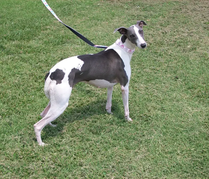 AKC -SKYLER – Whippet puppy for sale in Owasso, OK
