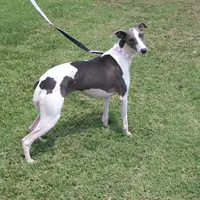 AKC -SKYLER, a female Whippet for sale in Owasso, OK – Photo 2 of 9