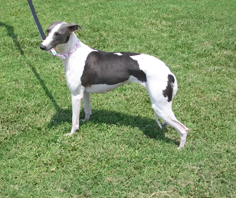 AKC -SKYLER – Whippet puppy for sale in Owasso, OK