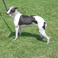 AKC -SKYLER, a female Whippet for sale in Owasso, OK – Photo 3 of 9