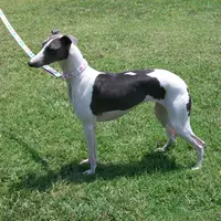 AKC -SKYLER, a female Whippet for sale in Owasso, OK – Photo 8 of 9