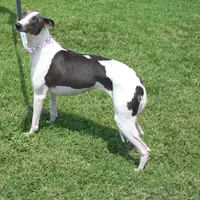 AKC -SKYLER, a female Whippet for sale in Owasso, OK – Photo 5 of 9