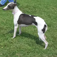 AKC -SKYLER, a female Whippet for sale in Owasso, OK – Photo 4 of 9