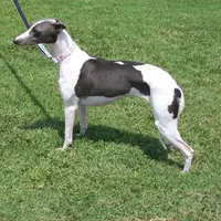 AKC -SKYLER, a female Whippet for sale in Owasso, OK – Photo 9 of 9