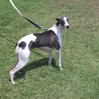 AKC -SKYLER, a female Whippet for sale in Owasso, OK – Photo 7 of 9