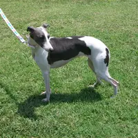 AKC -SKYLER, a female Whippet for sale in Owasso, OK – Photo 6 of 9