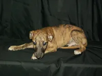 (AKC) BANDIT, a male Whippet for sale in Owasso, OK – 4 of 7
