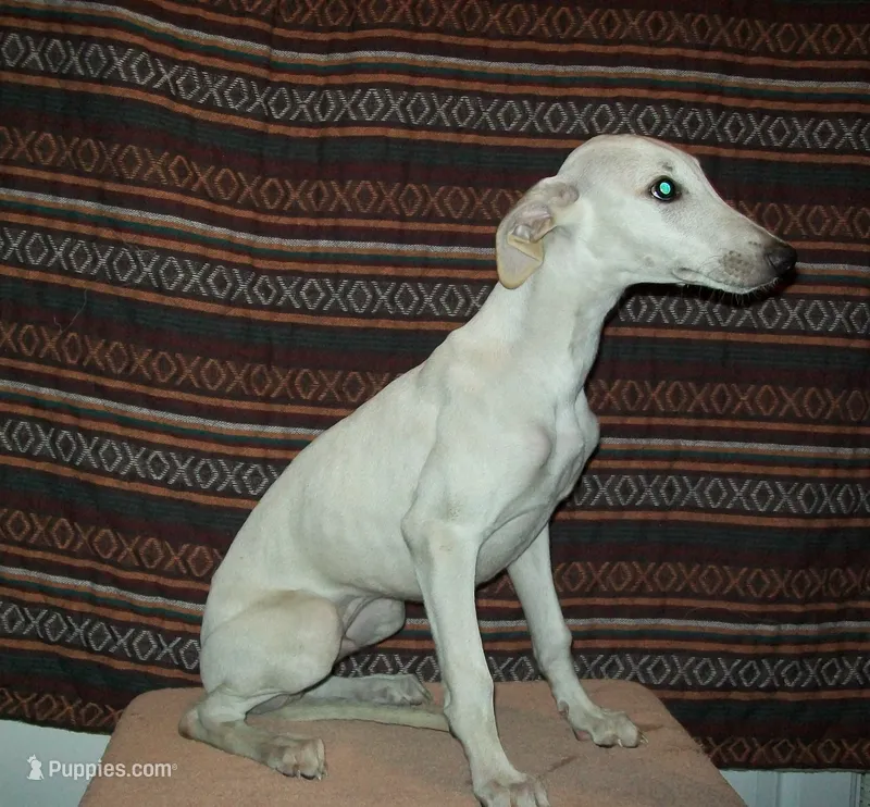 Cotton (AKC) – Whippet puppy for sale in Owasso, OK