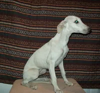 Cotton (AKC), a male Whippet for sale in Owasso, OK – 1 of 5