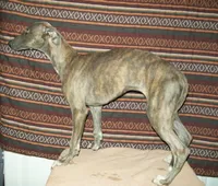 Violet (AKC), a female Whippet for sale in Owasso, OK – 5 of 6