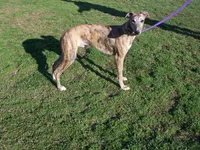 Tigger AKC video taken today, a male Whippet for sale in Owasso, OK – Photo 8 of 10