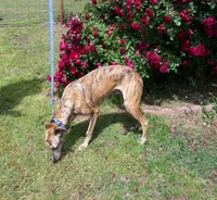 Tigger AKC video taken today, a male Whippet for sale in Owasso, OK – Photo 3 of 10