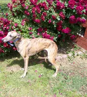 Tigger AKC video taken today, a male Whippet for sale in Owasso, OK – Photo 5 of 10