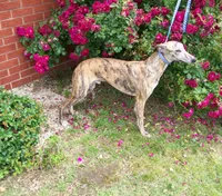 Tigger AKC video taken today, a male Whippet for sale in Owasso, OK – Photo 2 of 10