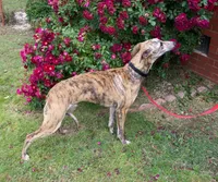 Tigger AKC video taken today, a male Whippet for sale in Owasso, OK – Photo 4 of 10