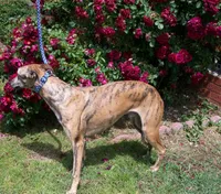 Tigger AKC video taken today, a male Whippet for sale in Owasso, OK – Photo 10 of 10